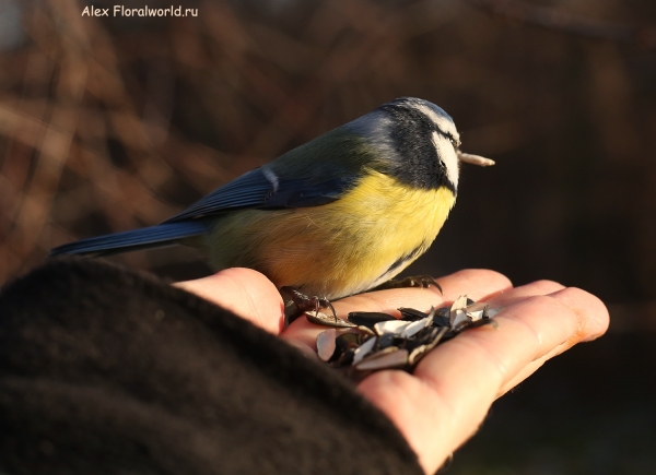 Parus caeruleus
Ключевые слова: Parus caeruleus