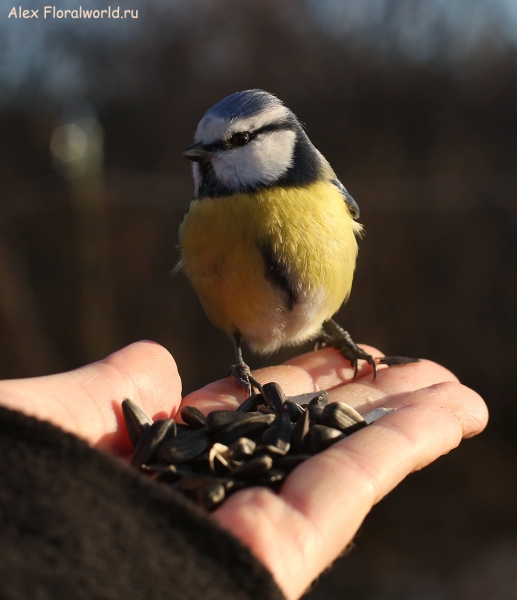 Parus caeruleus
Ключевые слова: Parus caeruleus