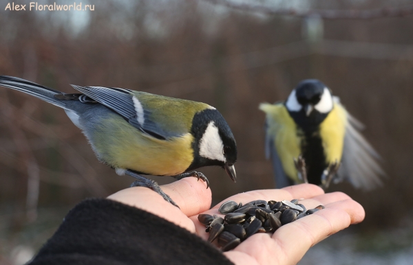 Parus major
Ключевые слова: Parus major
