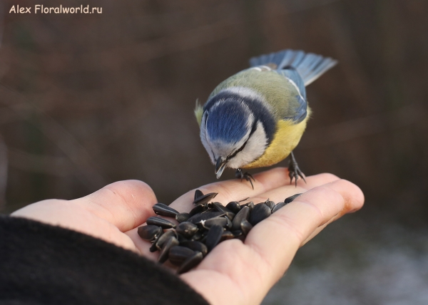 Parus caeruleus
Ключевые слова: Parus caeruleus