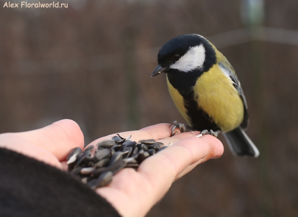 Parus major
Ключевые слова: Parus major