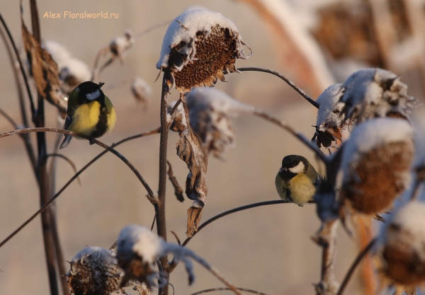 Parus major
Ключевые слова: Parus major
