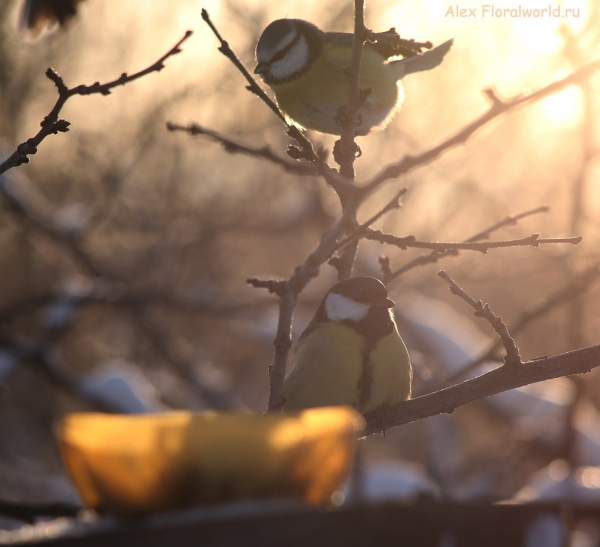 Parus major
Ключевые слова: Parus major