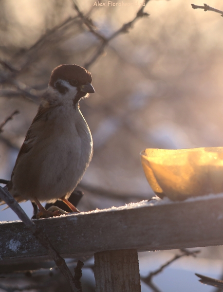 Passer montanus
Ключевые слова: Passer montanus