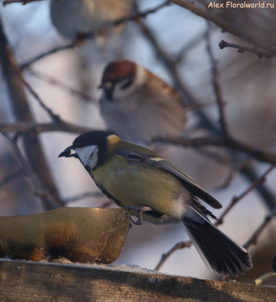 Parus major
Ключевые слова: Parus major