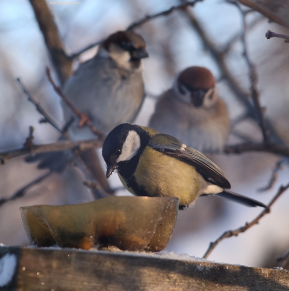 Parus major
Ключевые слова: Parus major