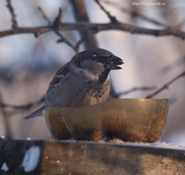 Passer domesticus
Ключевые слова: Passer domesticus