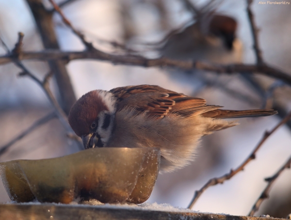 Passer montanus
Ключевые слова: Passer montanus