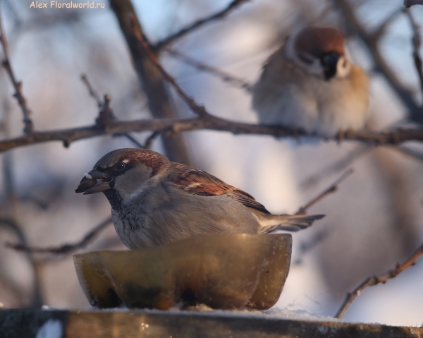 Passer domesticus
Ключевые слова: Passer domesticus