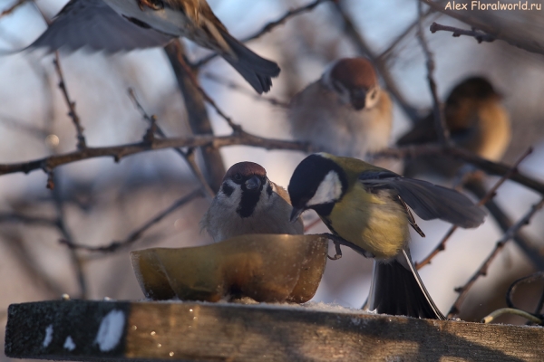 Passer montanus
Ключевые слова: Passer montanus