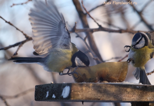 Parus caeruleus
Ключевые слова: Parus caeruleus