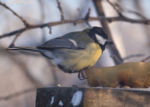 Parus major
Ключевые слова: Parus major