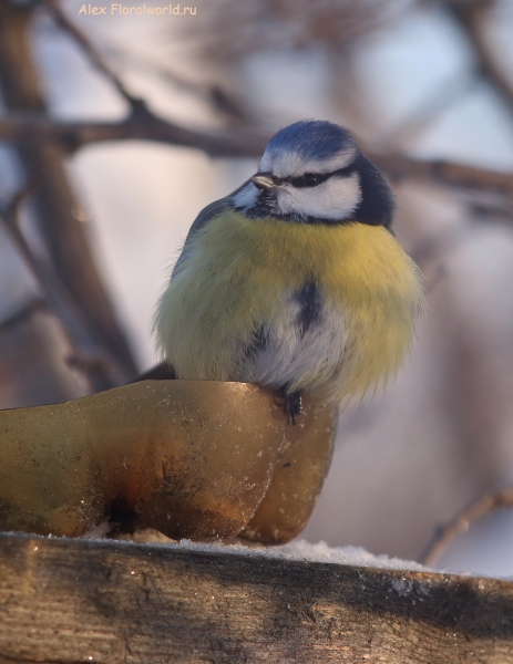 Parus caeruleus
Ключевые слова: Parus caeruleus