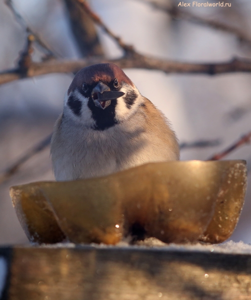 Passer montanus
Ключевые слова: Passer montanus