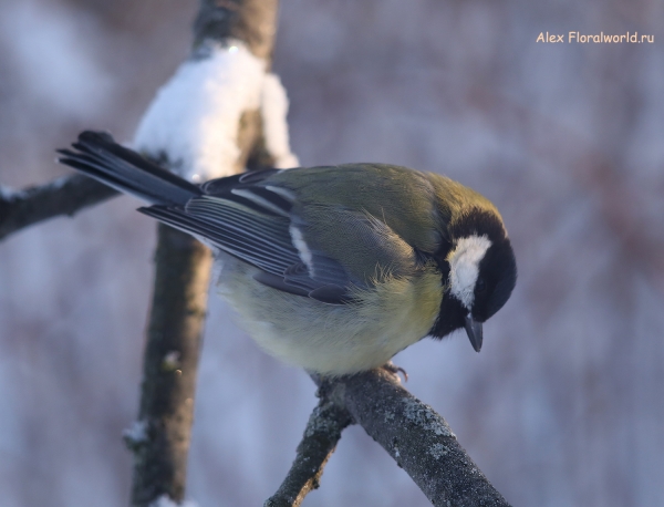 Parus major
Ключевые слова: Parus major