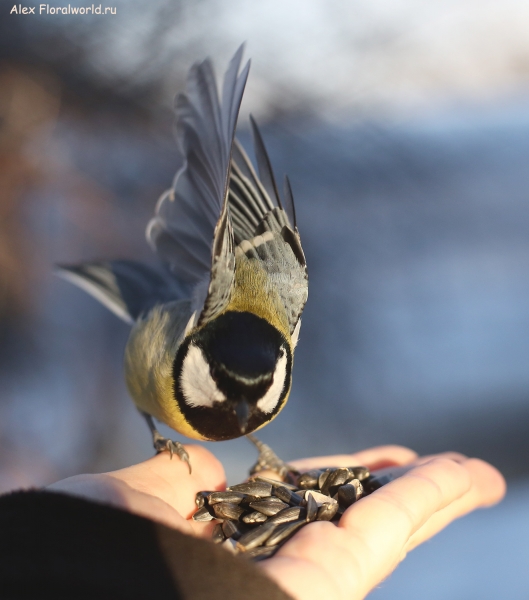 Parus major
Ключевые слова: Parus major