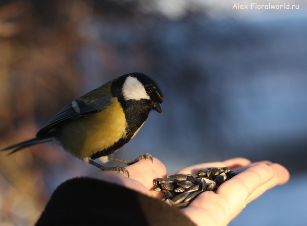 Parus major
Ключевые слова: Parus major