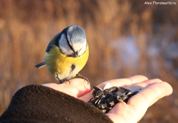 Parus caeruleus
Ключевые слова: Parus caeruleus