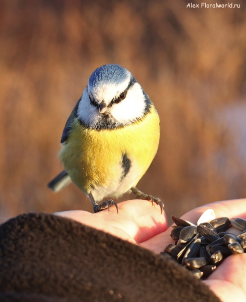 Parus caeruleus
Ключевые слова: Parus caeruleus