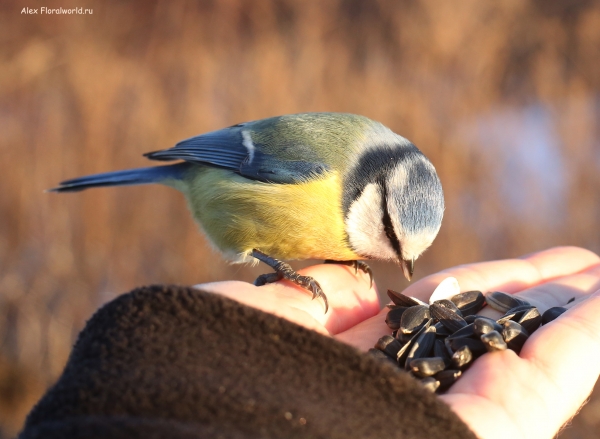 Parus caeruleus
Ключевые слова: Parus caeruleus