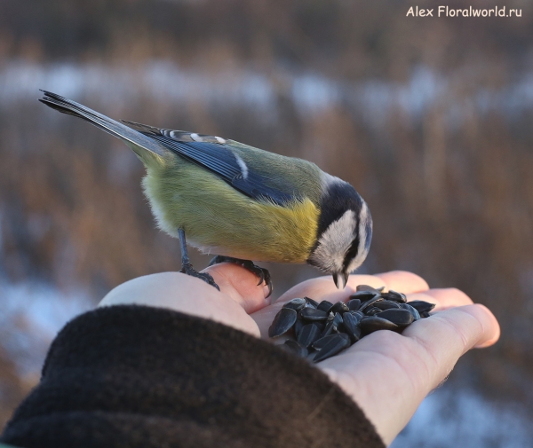 Parus caeruleus
Ключевые слова: Parus caeruleus