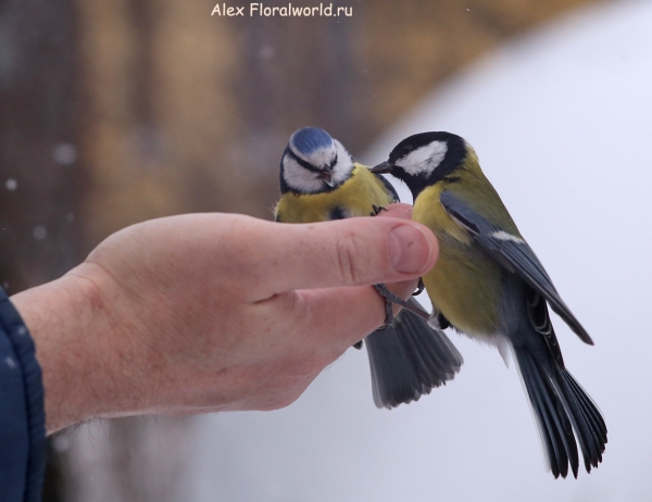 Parus caeruleus
Ключевые слова: Parus caeruleus