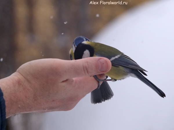 Parus caeruleus
Ключевые слова: Parus caeruleus