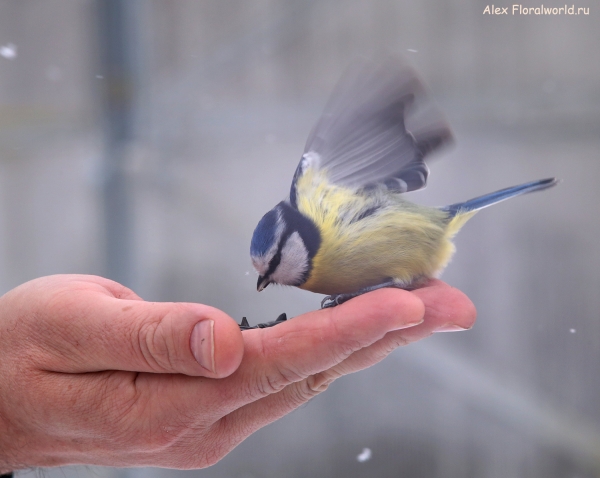 Parus caeruleus
Ключевые слова: Parus caeruleus