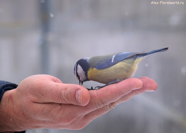 Parus caeruleus
Ключевые слова: Parus caeruleus