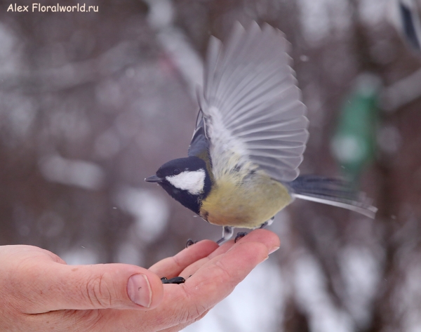 Parus major
Ключевые слова: Parus major