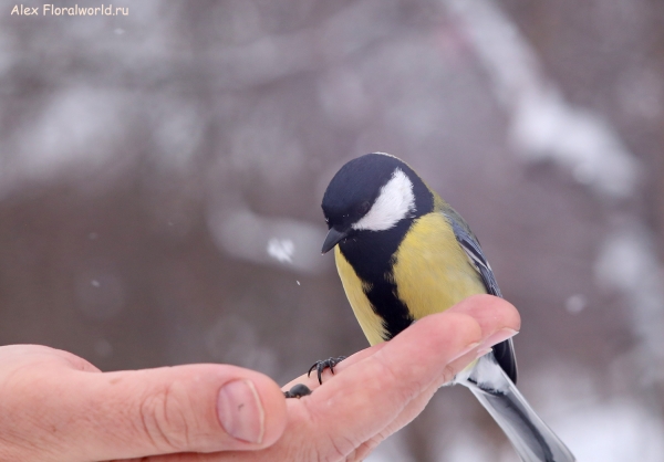 Parus major
Ключевые слова: Parus major