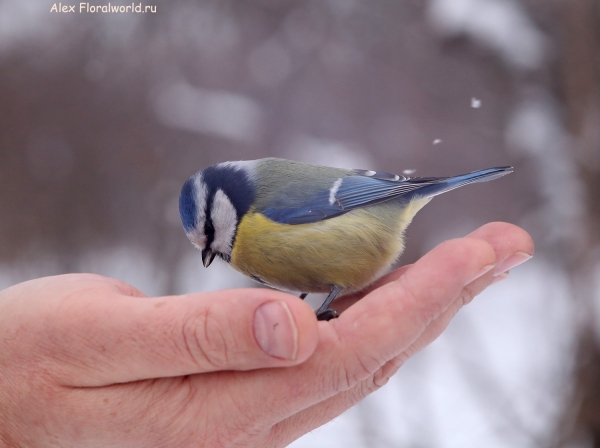 Parus caeruleus
Ключевые слова: Parus caeruleus