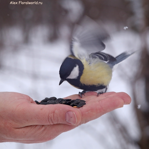 Parus major
Ключевые слова: Parus major