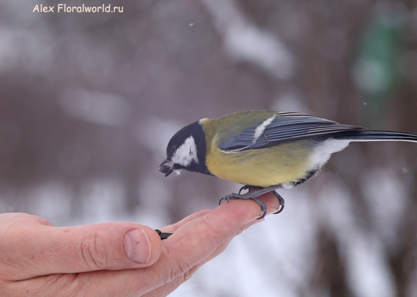 Parus major
Ключевые слова: Parus major