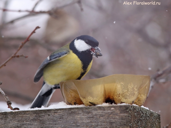 Parus major
Ключевые слова: Parus major