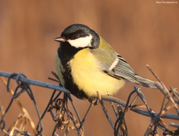 Parus major
Ключевые слова: Parus major