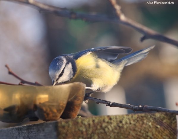 Parus caeruleus
Ключевые слова: Parus caeruleus