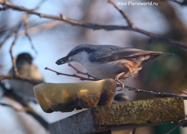 Sitta europaea
Ключевые слова: Sitta europaea