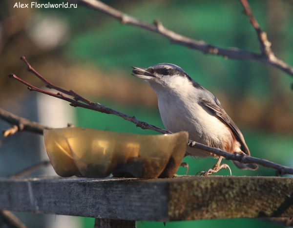 Sitta europaea
Ключевые слова: Sitta europaea