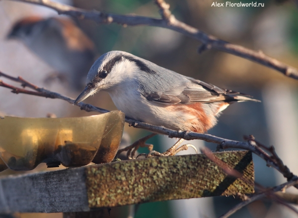 Sitta europaea
Ключевые слова: Sitta europaea