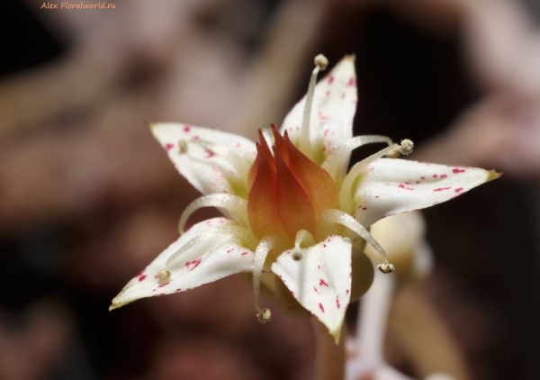 Graptopetalum paraguayense
Ключевые слова: graptopetalum paraguayense