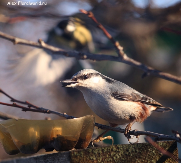 Sitta europaea
Ключевые слова: Sitta europaea