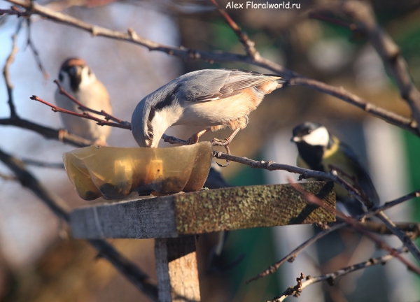 Sitta europaea
Ключевые слова: Sitta europaea