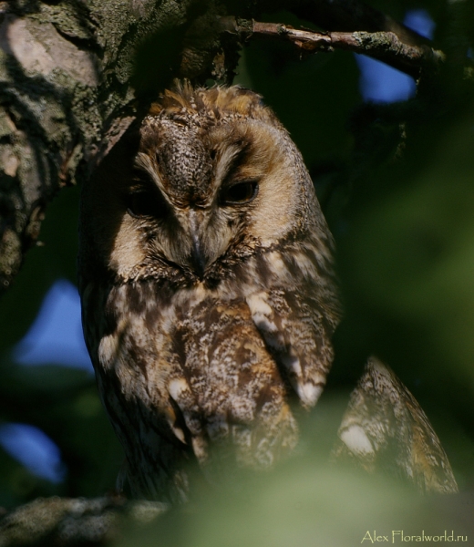 Самка ушастой совы - Asio otus
Ключевые слова: Самка ушастая сова Asio otus
