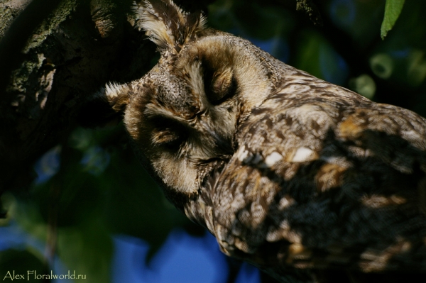 Самка ушастой совы - Asio otus
Ключевые слова: Самка ушастая сова Asio otus