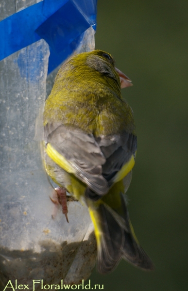 Обыкновенная зеленушка (Carduelis chloris)
Ключевые слова: обыкновенная зеленушка Carduelis chloris