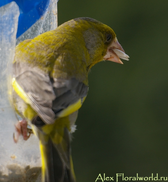 Обыкновенная зеленушка (Carduelis chloris)
Ключевые слова: обыкновенная зеленушка Carduelis chloris