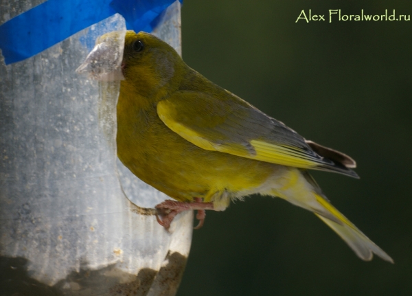 Обыкновенная зеленушка (Carduelis chloris)
Ключевые слова: обыкновенная зеленушка Carduelis chloris