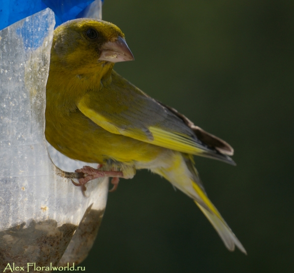 Обыкновенная зеленушка (Carduelis chloris)
Ключевые слова: обыкновенная зеленушка Carduelis chloris