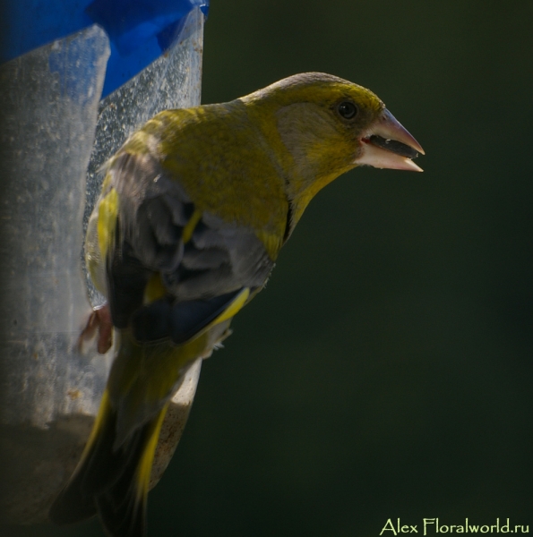 Обыкновенная зеленушка (Carduelis chloris)
Ключевые слова: Обыкновенная зеленушка Carduelis chloris